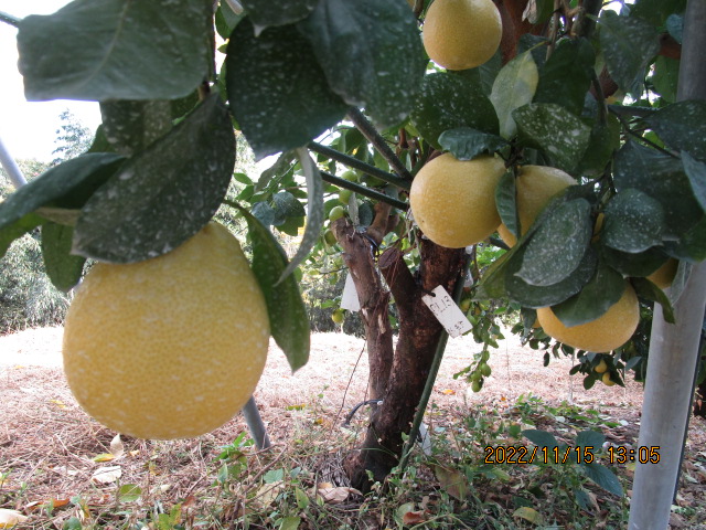 果实 (MAFF, Japan)