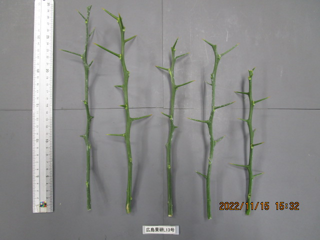 果实 (MAFF, Japan)